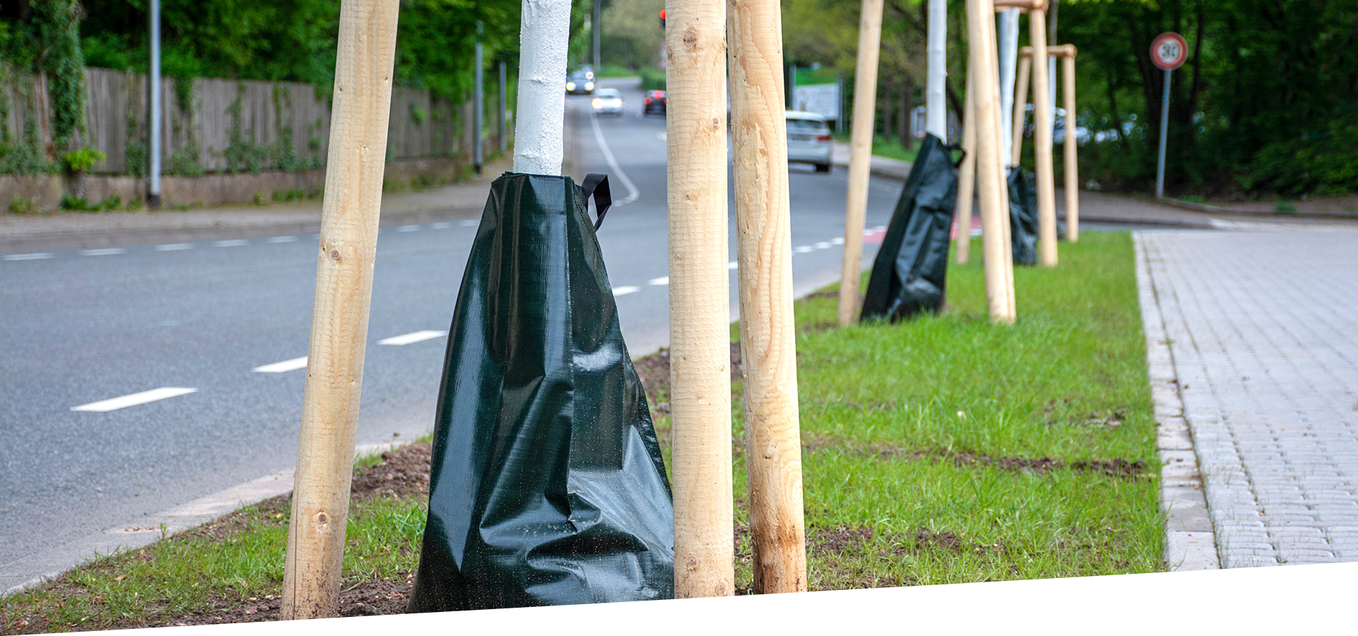 Baumbewässerungssäcke an jungen Straßenbäumen zur kontrollierten Wasserversorgung