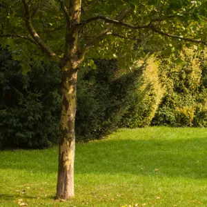 Laubbaum auf gepflegter Rasenfläche als Einsatzbereich für die Baumbewässerung im Garten
